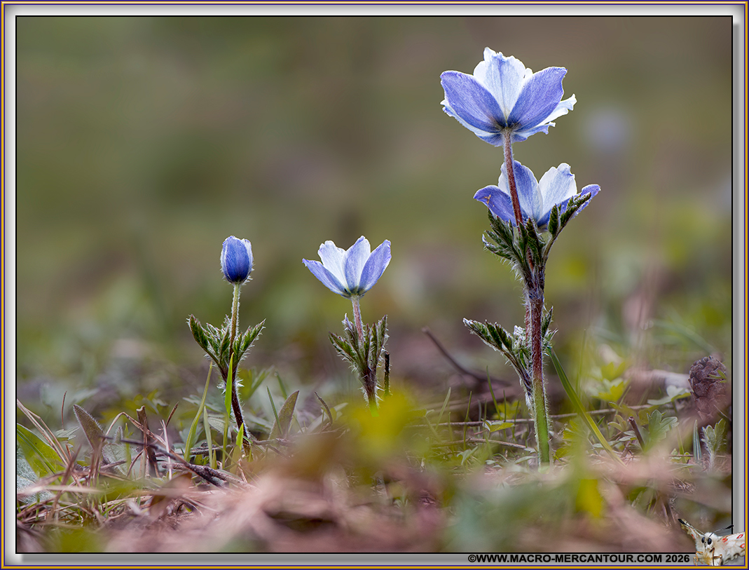ANEMONES